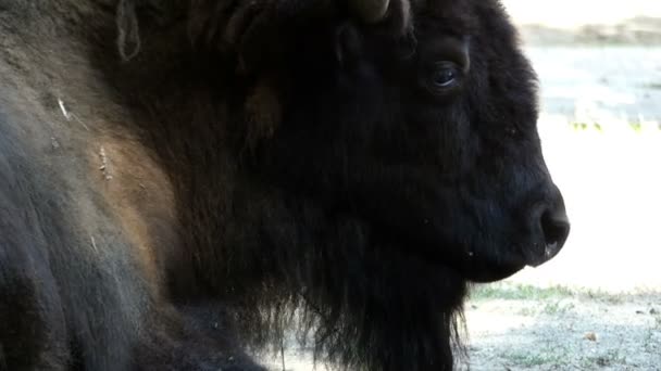 Um bisonte marrom deitado em um gramado em um zoológico no verão — Vídeo de Stock
