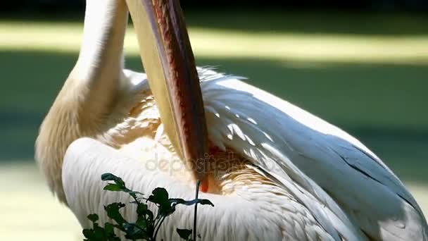 Egy fehér pelikán, takarítás a hát, a tó partján, nyáron egy részlete — Stock videók