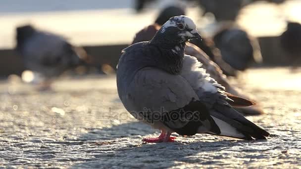 Une colombe nettoie sa plume sur un trottoir gris au ralenti — Video