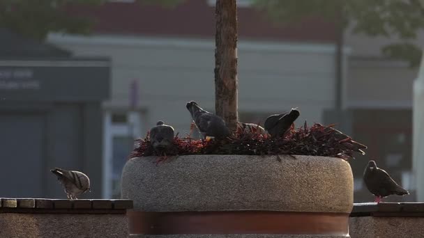 Several doves sit on a round tree bed near a stone fence in slo-mo — Stock Video