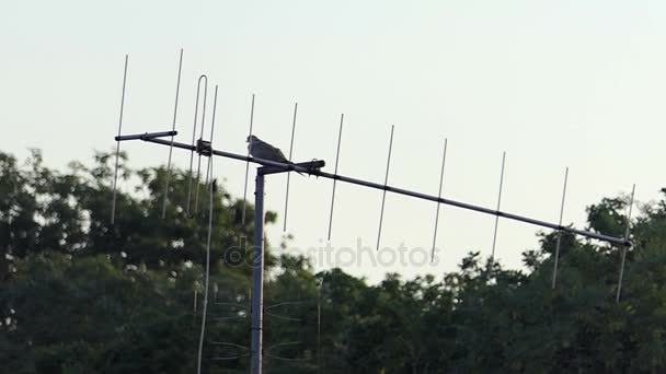 Una colomba solitaria siede su un'antenna in alluminio su un tetto di un edificio a rallentatore — Video Stock