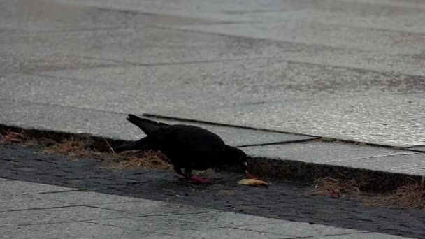 Голубь клюет ржавый лист на каменном тротуаре в плохую погоду в сло-мо — стоковое видео