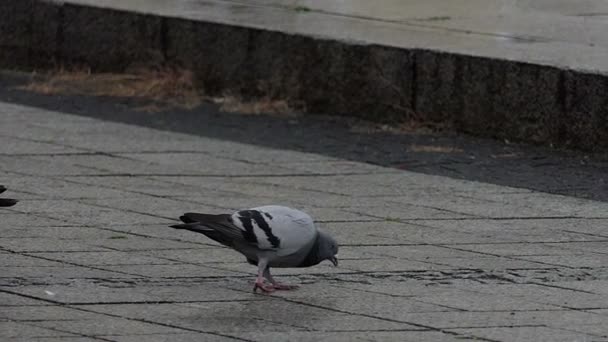 Una paloma caminando en la calle en cámara lenta . — Vídeos de Stock
