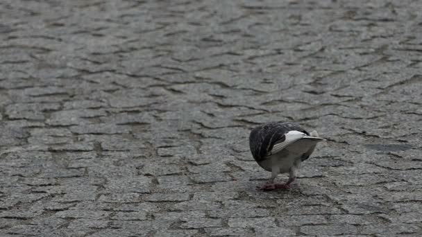 นกพิราบตัวหนึ่งเดินบนถนนในการเคลื่อนไหวช้า . — วีดีโอสต็อก