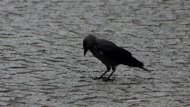 Cuervo negro camina bajo la lluvia en cámara lenta . — Vídeo de stock