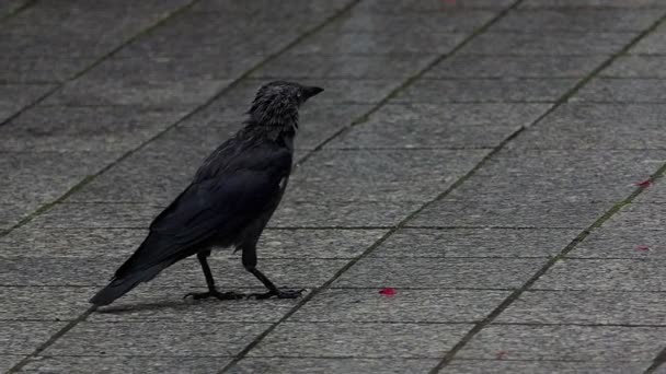 En svart kråka promenader, hittar ett frö, plockar den och äter den i slo-mo — Stockvideo