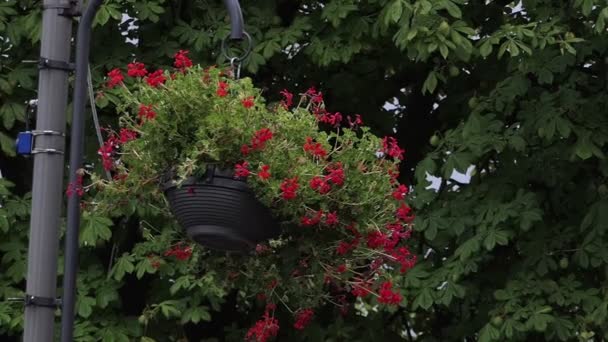 Een bos bloemen in een mandje is op een haak buiten in de buurt van een kastanje in slo-mo — Stockvideo
