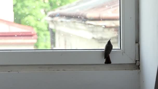 Ein grauer Vogel sitzt an einem Plastikfenster in einem Haus. Es sieht nervös aus — Stockvideo