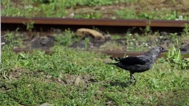 一只黑飞车在夏天斯洛伐克的铁轨上跳跃奔跑 — 图库视频影像