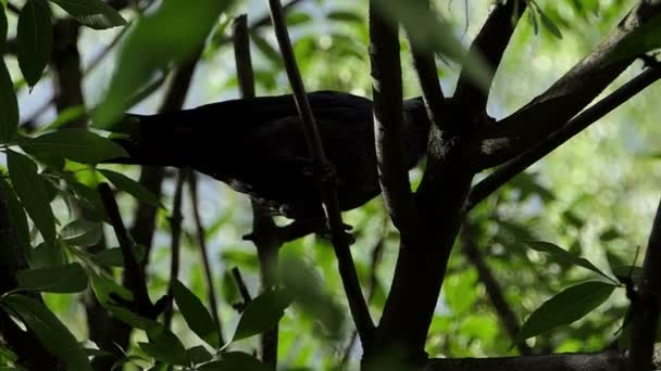 Siyah bir kale slo-mo bir ormandaki yeşil dallar geçer — Stok video