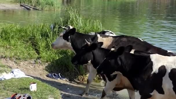 Vacas se movem da água para a praia com pessoas descansando e sua coisa em Slo-Mo — Vídeo de Stock