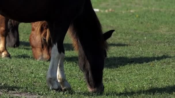 Hnědý kůň oděrek zelené trávy na trávníku a vlny jeho ocas v pomalém pohybu — Stock video