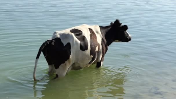 Une vache noire et blanche se tient dans les eaux du lac et pisse là en été à Slo-Mo — Video