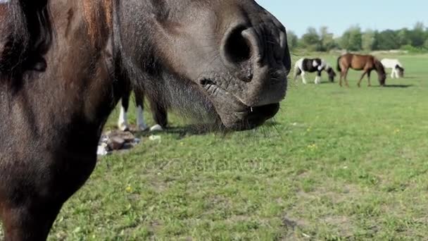 Brown Horse Grazes on a Lawn. levanta el hocico y mueve las fosas nasales a la cámara — Vídeos de Stock