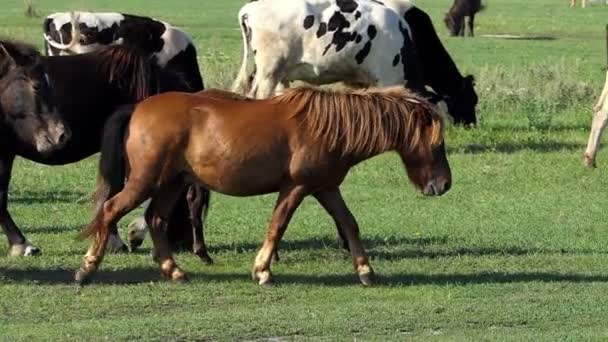 Eine Herde brauner Pferde, die im Profil auf einem grünen Rasen in Slo-mo spaziert — Stockvideo