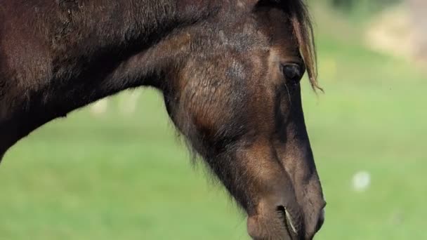 Muso di un cavallo bruno Andando di profilo su un prato in una giornata di sole a Slo-Mo — Video Stock