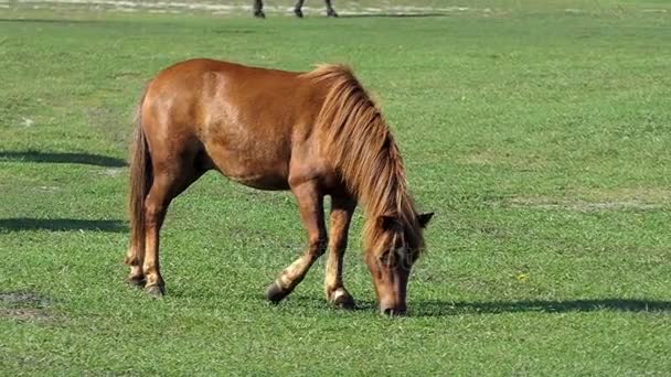 Χαριτωμένο άλογο καφέ ψάχνει ευγενή πηγαίνει και βόσκει γρασίδι για έναν χορτοτάπητα σε Slo-Mo — Αρχείο Βίντεο