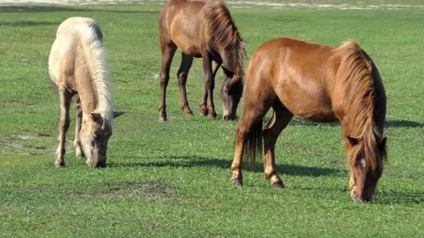 Όμορφα καστανά άλογα ψάχνει χαριτωμένη βόσκουν πράσινο γρασίδι σε γκαζόν στο Slo-Mo — Αρχείο Βίντεο