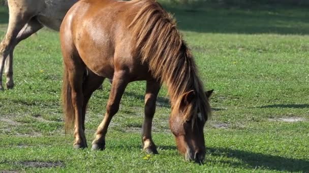 Szlachetny koń brązowy z białym paskiem na jego pysku pasie trawy w Slo-Mo — Wideo stockowe