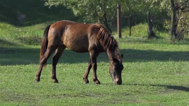 Tmavě hnědý kůň hledá půvabné oděrek zelené trávy na trávníku v Slo-Mo — Stock video