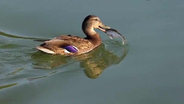 A Happy Duck is Swimming With a Big Fish in Its Beak on a Sunny Day in Slo-Mo — Stock Video