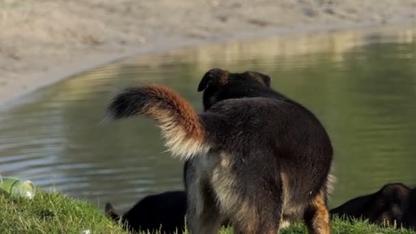 Three Mongrels Walk Along The Lake Beach Covered With Grass in Summer in Slo-Mo — Stock Video