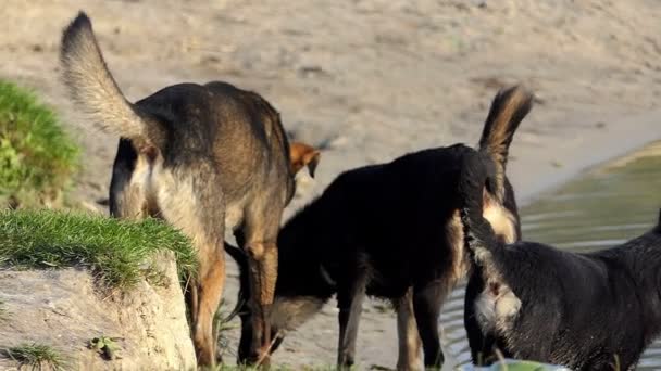 Quatre chiens de fourrure debout sur la plage du lac couvert d'herbe en été à Slo-Mo — Video