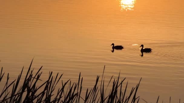 Dos patos marrones nadan en un hermoso lago al atardecer en cámara lenta — Vídeos de Stock