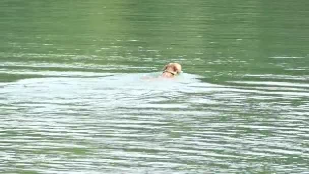 Un cane purosangue con un collare per cani nuotare in un fiume in estate a lento movimento — Video Stock