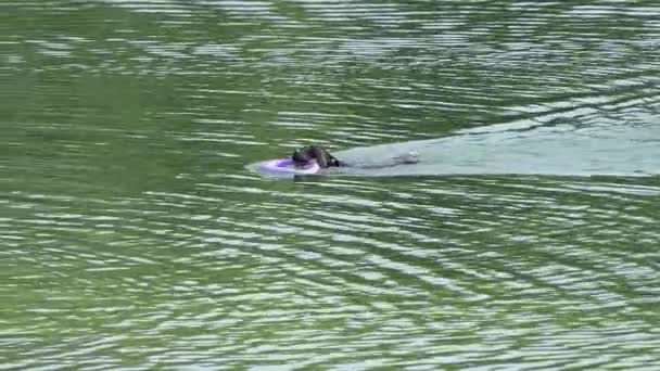 Čistokrevná černého psa s kroužkem v jeho tlama plave v řece v Slo-Mo — Stock video