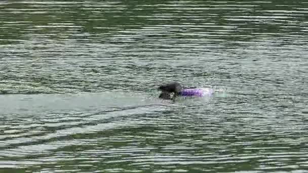 Un cane nero cattura un anello in acque e nuota indietro in un fiume in slow motion — Video Stock
