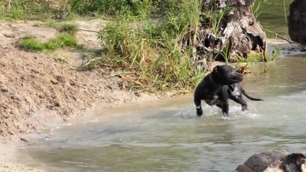 En renrasig svart hund simmar floden stranden, skakar på huvudet i Slow Motion — Stockvideo