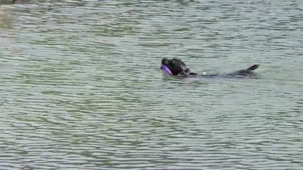 En renrasig svart hund fångar en Ring och simmar med det tillbaka i en flod i Slo-Mo — Stockvideo