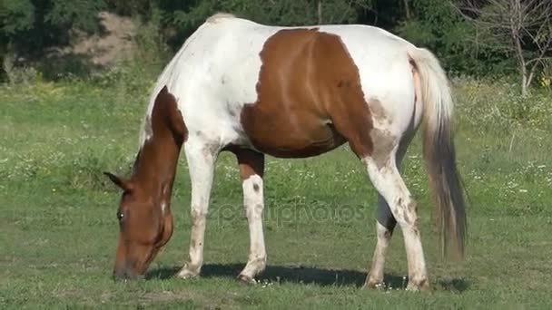 Caballo marrón y blanco está pastando hierba en un césped en un día soleado en cámara lenta — Vídeo de stock