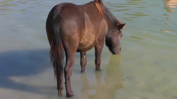 一只褐色的母马在阳光明媚的日子里喝河水 — 图库视频影像