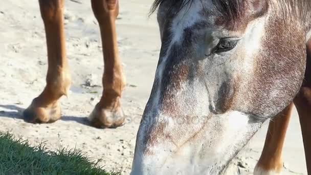 Museau d'un cheval brun et blanc broute l'herbe sur une pelouse au ralenti — Video