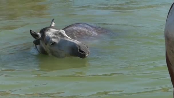 一匹灰白色的马在湖中游泳, 在斯洛伐克的夏天感到快乐 — 图库视频影像