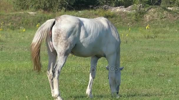 En vit häst är betar gräs på en grön gräsmatta på en solig dag i Slow Motion — Stockvideo