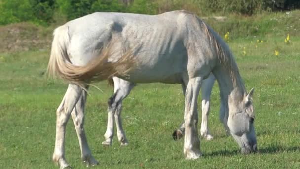 Ein weißes Pferd und ihr Fohlen weiden in Zeitlupe auf einer Wiese — Stockvideo