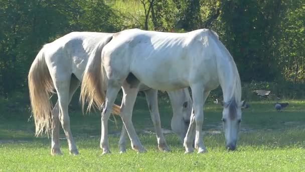 Dois Gray Horse Grazes grama verde em um gramado e acena sua cauda em movimento lento — Vídeo de Stock