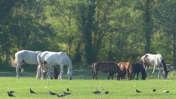 Uma manada de pequenos castanhos e grandes cavalos brancos a cortar relva no relvado em Slo-Mo — Vídeo de Stock
