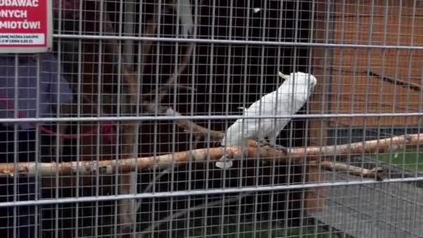 Vithuvad kakadua promenader fram och tillbaka i en bur från metalltråd i en djurpark i Slo-Mo — Stockvideo