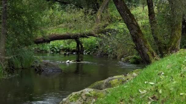 Un río gira con rápidos y rocas y un árbol caído a través de él en Europa — Vídeos de Stock