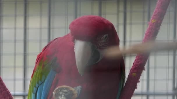 Velký červený papoušek sedí v kleci a stravování dobrý pocit matice v Zoo — Stock video
