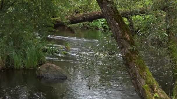 Um rio girar com córregos e pedras e uma árvore caída em toda a Europa — Vídeo de Stock