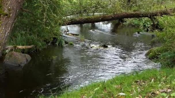 Поворот через реку с порогами, валунами и упавшим деревом в Европе — стоковое видео