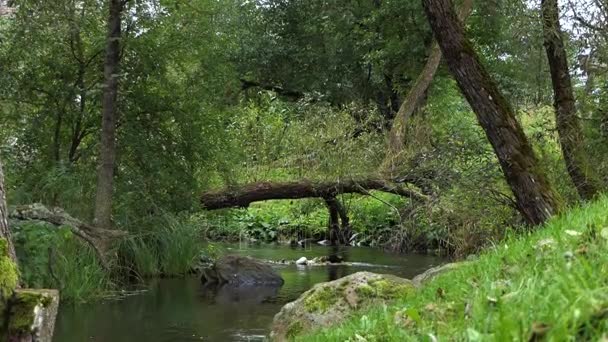 Ein Fluss mit Stromschnellen, Laubbäumen und einem umgestürzten Baum quer durch Europa — Stockvideo