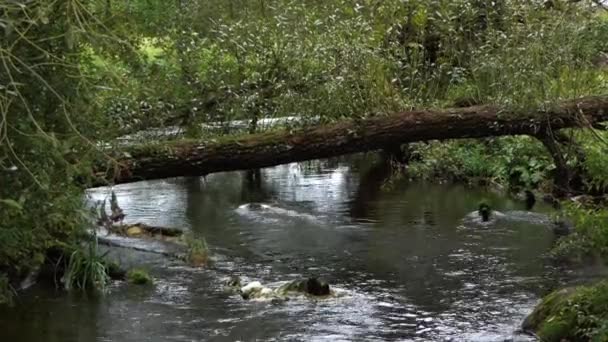 在欧洲, 一条河钩有急流和巨砾和一棵倒下的树 — 图库视频影像