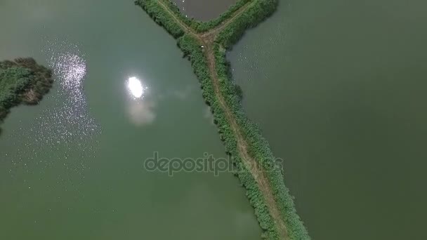 Plano aéreo de forma triangular de cañaverales en el río — Vídeos de Stock