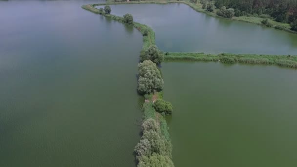 Повітряний знімок прямих очеретяних ліжок з деревами, травою і навіть дорогами на них — стокове відео